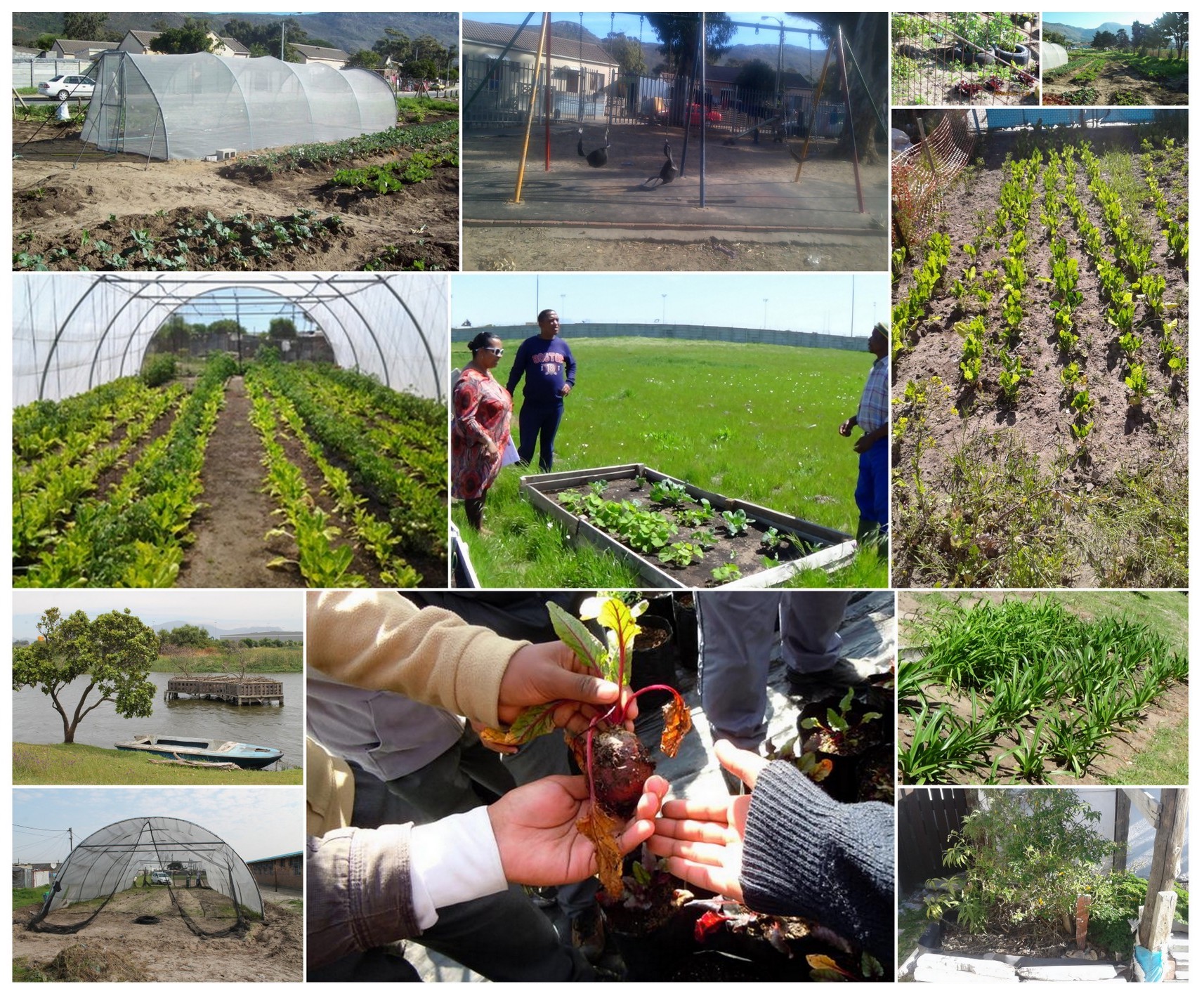 Youth Ithemba Women Garden